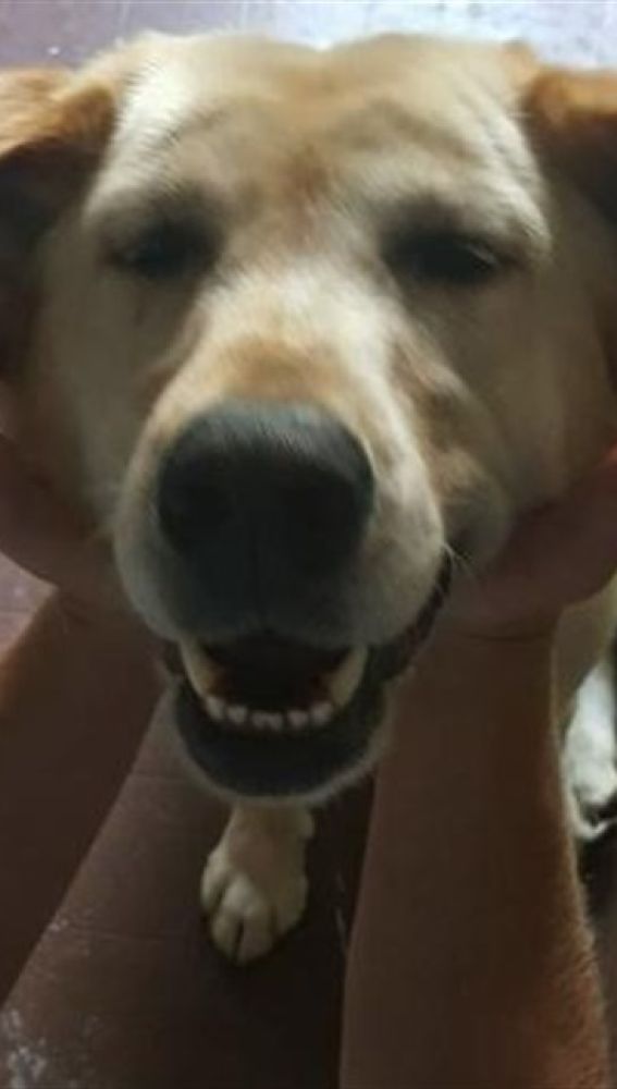Liopardo
