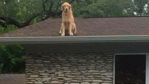 Liopardo