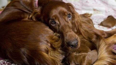 Liopardo