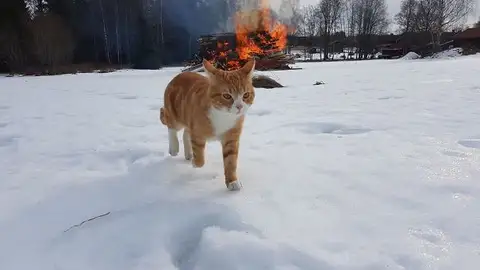 demoncat3.jpg Liopardo