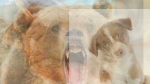 Liopardo