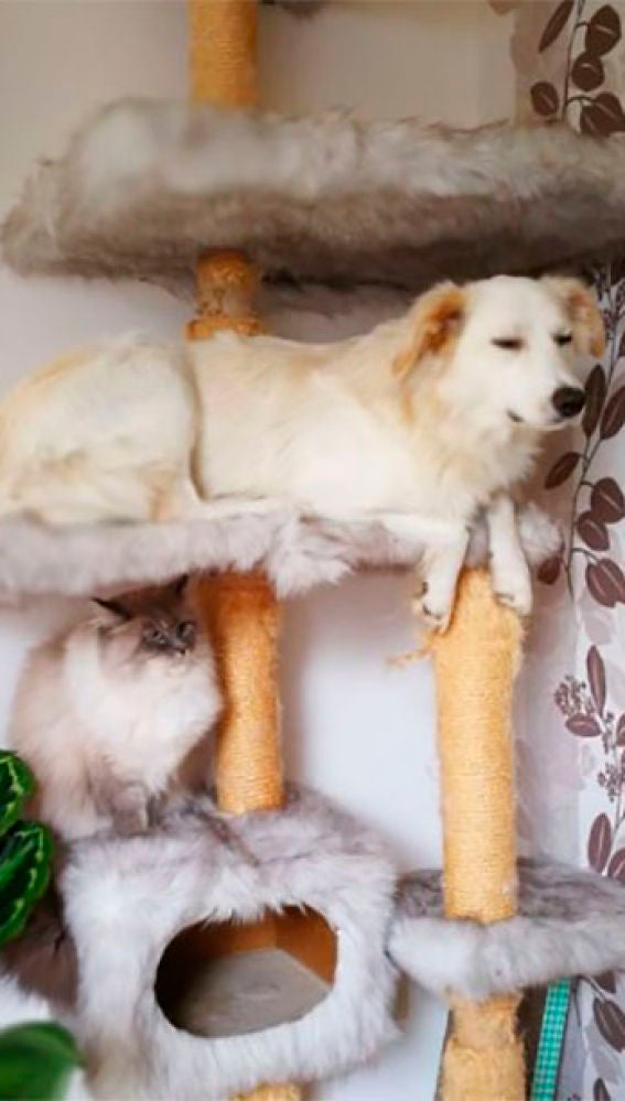 Liopardo