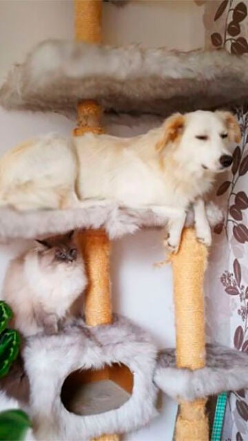 Liopardo