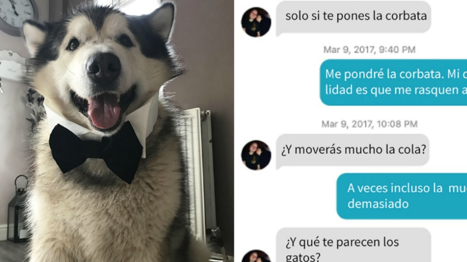 Este dueño le hizo a su malamute un perfil en Tinder y las conversaciones no pueden ser mejores