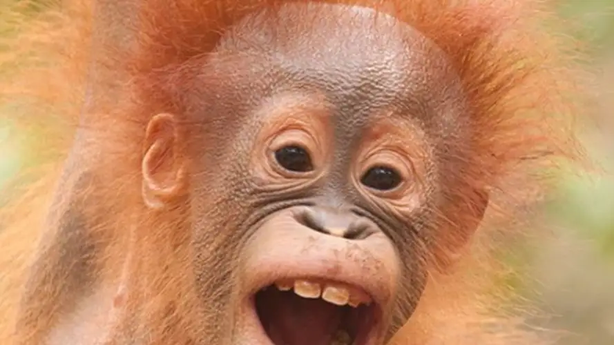 orangutan3.png