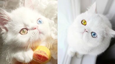 Pam Pam, la gatita de ojos hipnóticos