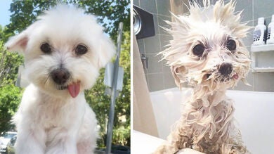 Divertidas fotos de perros antes y después de un baño
