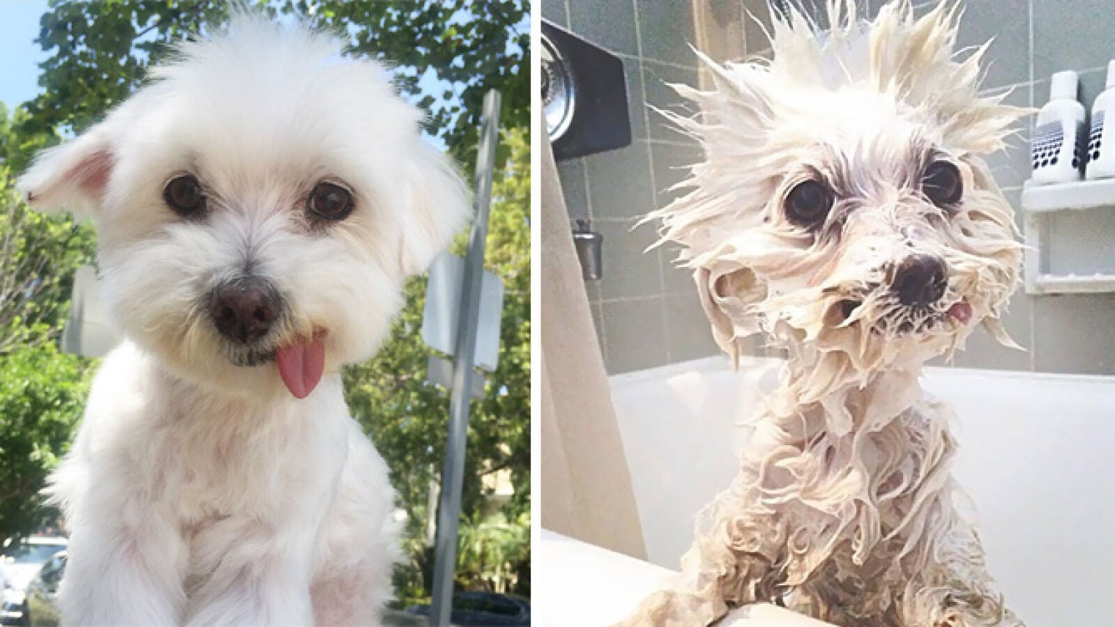 Divertidas fotos de perros antes y después de un baño