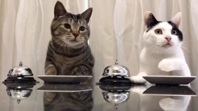 La forma en que estos dos gatos consiguen comida está dando la vuelta al mundo