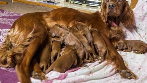 Liopardo
