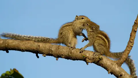 kisses7.jpg Liopardo