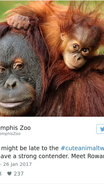 cute-zoo-animal-tweet-off-24.jpg