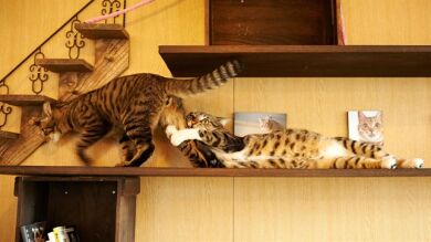 10 fotos que demuestran que los gatos son más humanos de lo que parece