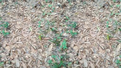 Nuevo reto visual: ¿Dónde está la serpiente?