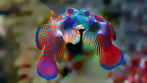 kissess3.jpg Liopardo