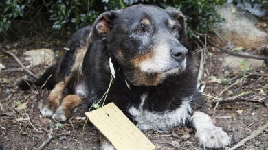 Familia se preocupa por la desaparición de su perro de 12 años pero regresa con una nota que lo explica todo