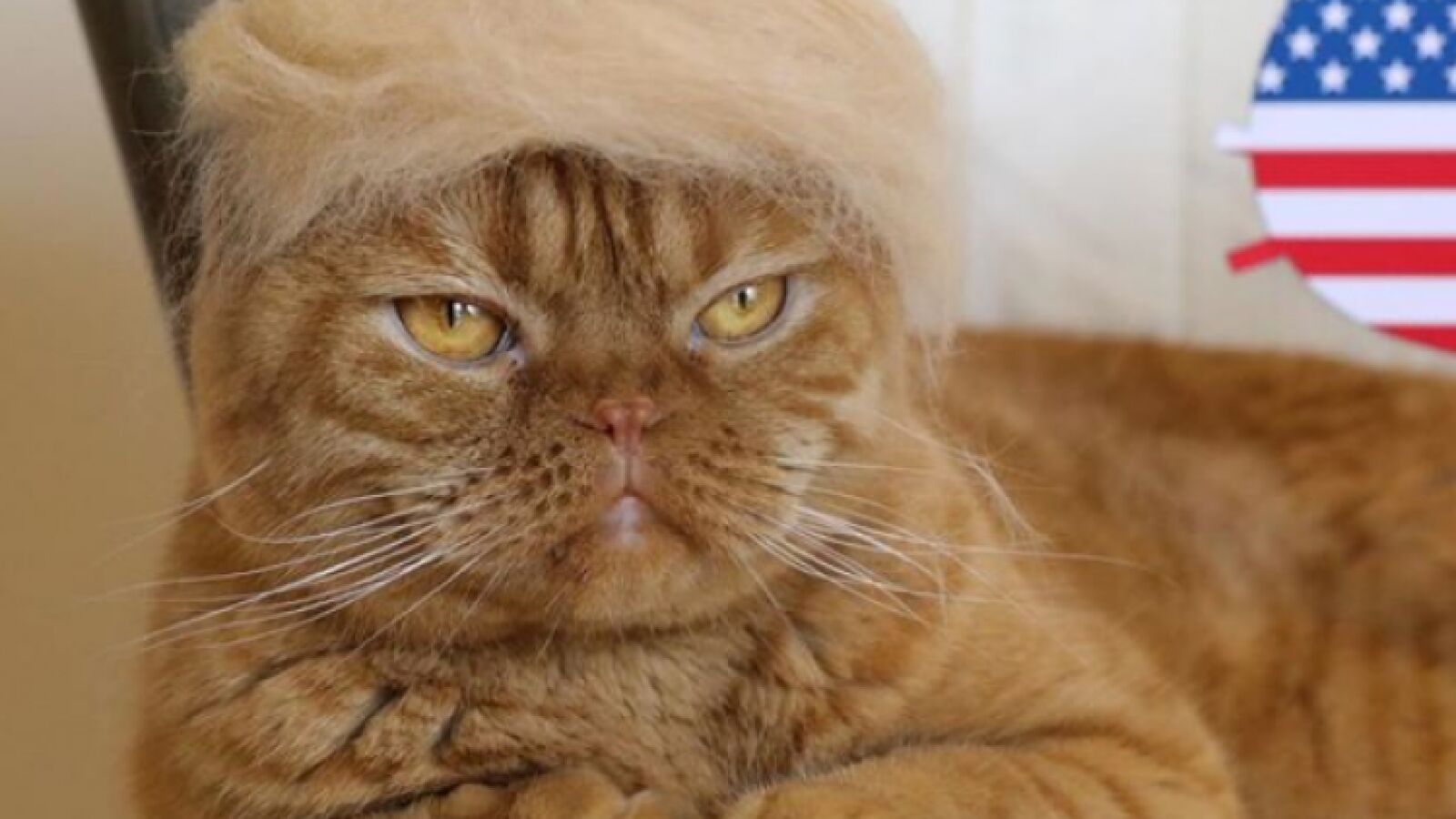 Usa el pelo de sus gatos para crearles increíbles sombreros