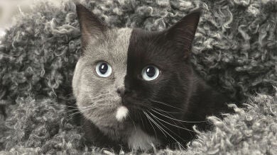 Narnia, la adorable gata de dos caras que enamora a todo el mundo