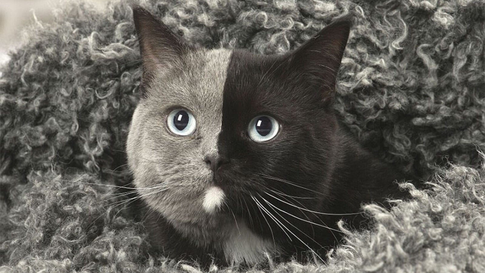 Narnia, la adorable gata de dos caras que enamora a todo el mundo