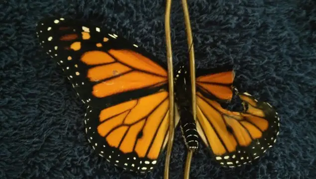 mariposa1.png