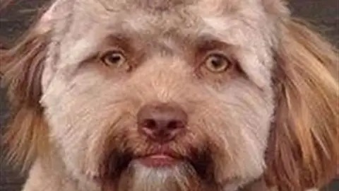 Perro humano Perro humano