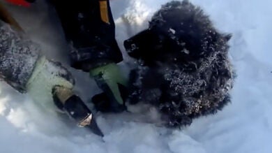 Salvan a este cachorro de morir congelado en la nieve