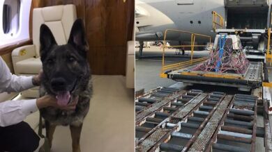 United Airlines envía por error a Japón al perro de una familia