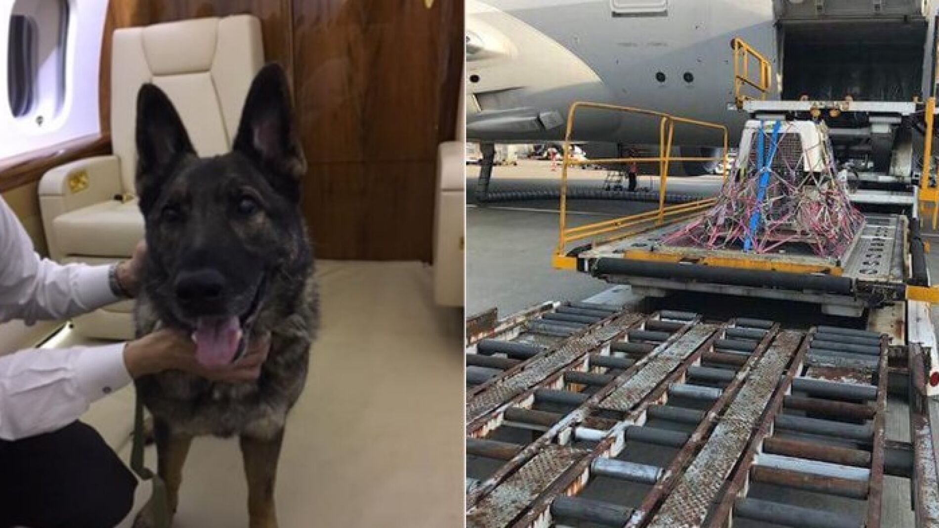 Irgo en Jap&oacute;n