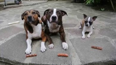 8 veces en que los animales se pasaron de listos con sus humanos