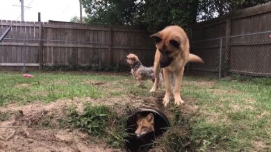 Construyen un tunel para su zorro Riot y el perro de la familia no está contento