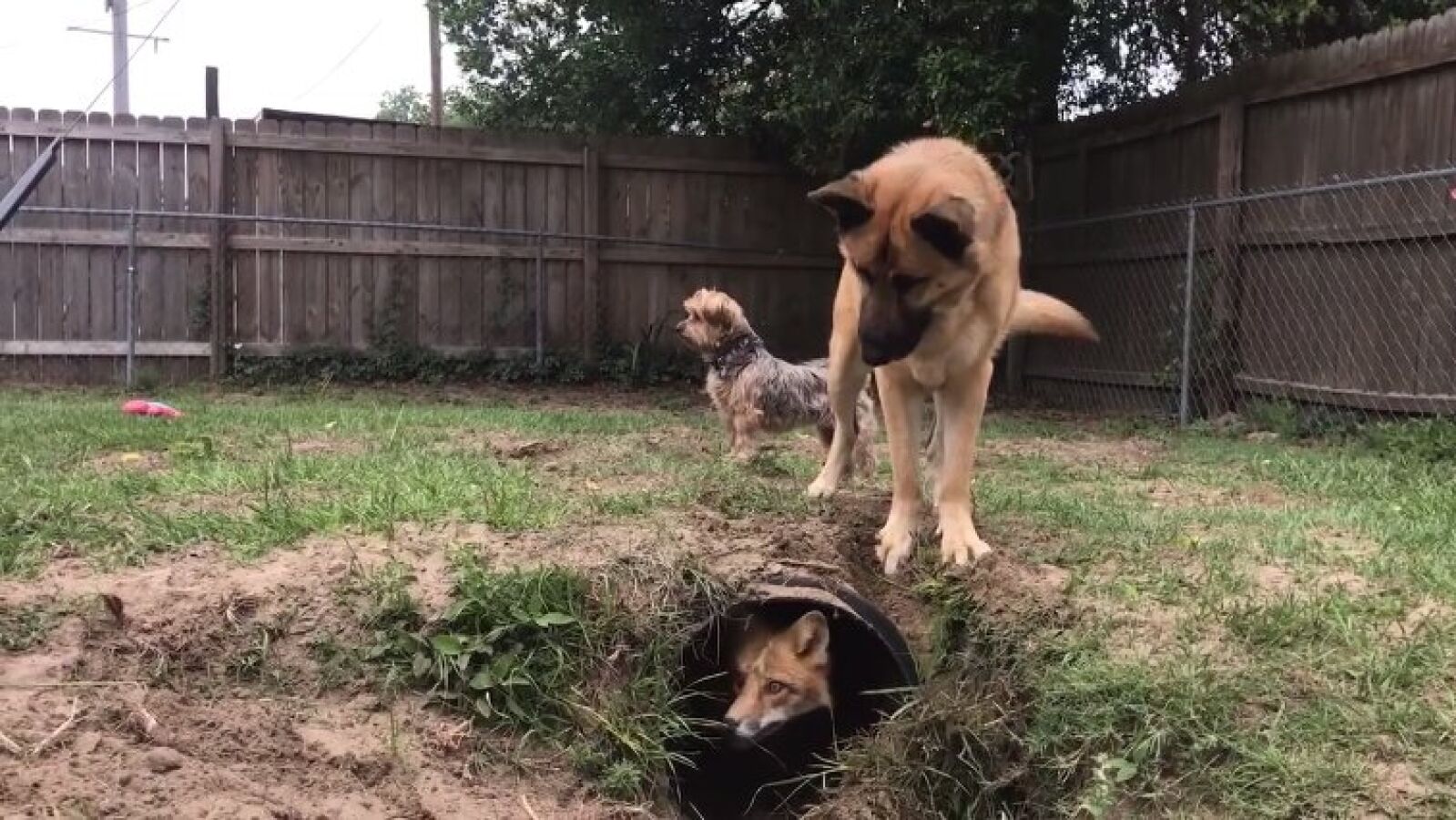 Construyen un tunel para su zorro Riot y el perro de la familia no está contento