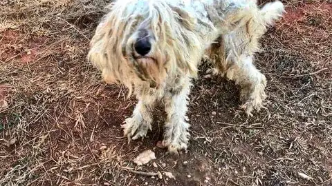 Molly, la perra abandonada Molly, la perra abandonada