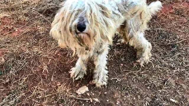Molly, la perra abandonada