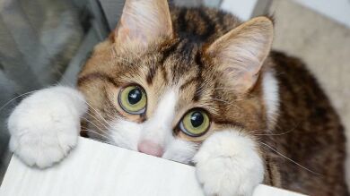 Rexie, el gato discapacitado que está conquistando Internet y al que parece que no le pase nada