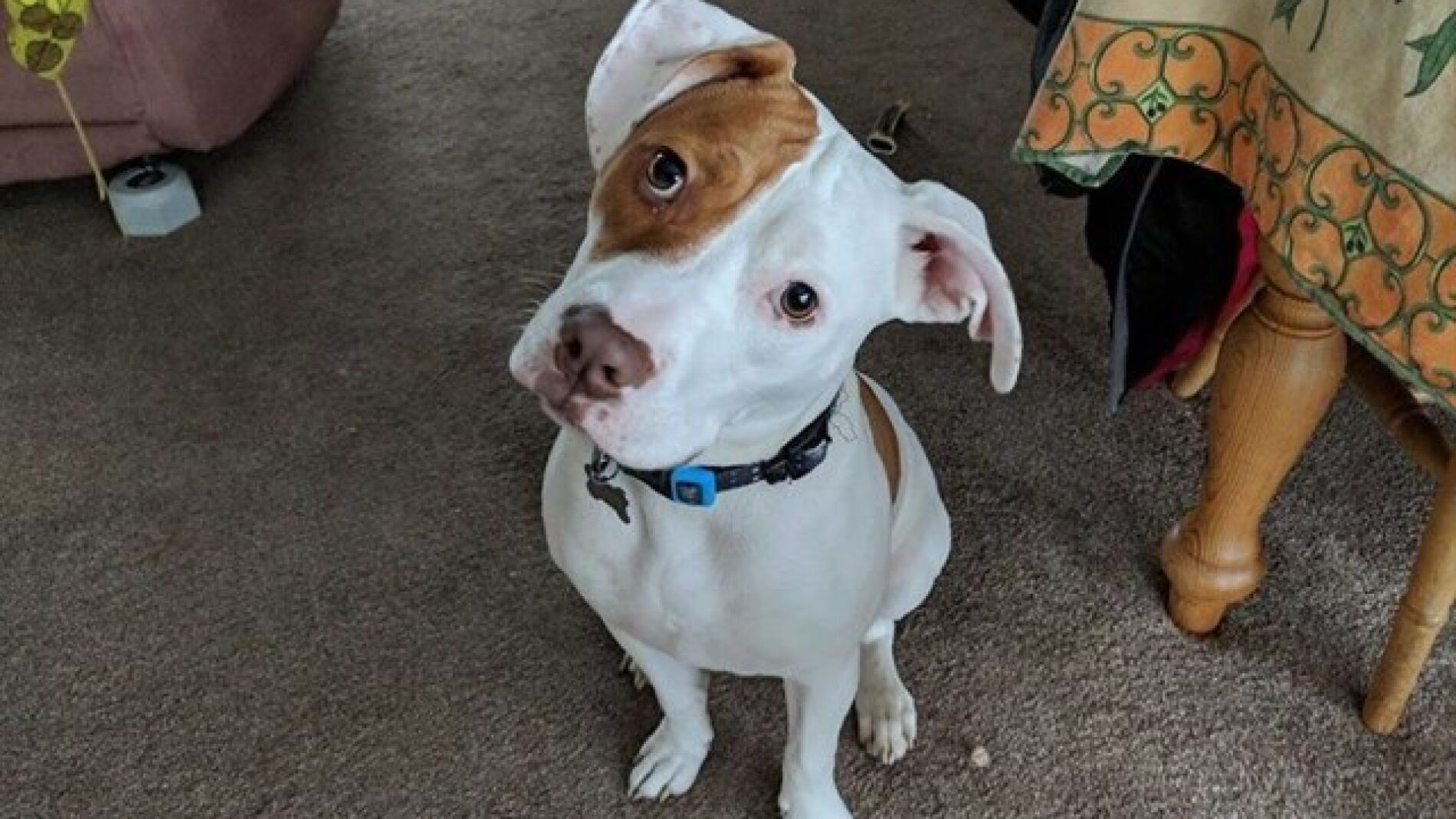 Ivor, el perro sordo