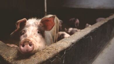Todo lo que opina el sector cárnico de que tú te hagas vegano