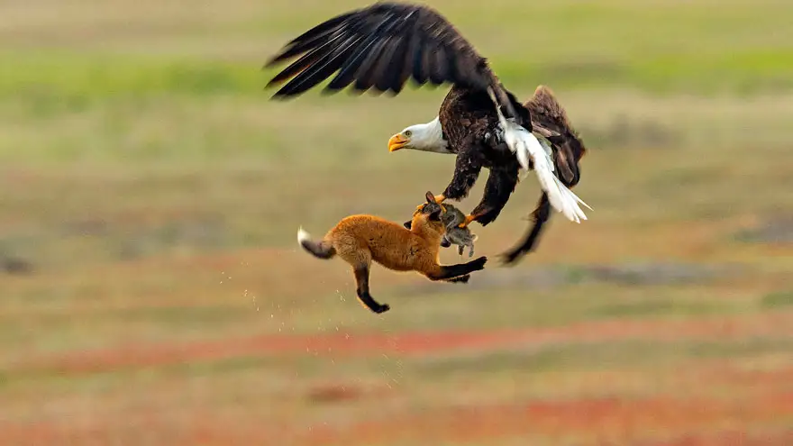 Épica batalla entre un zorro y un águila