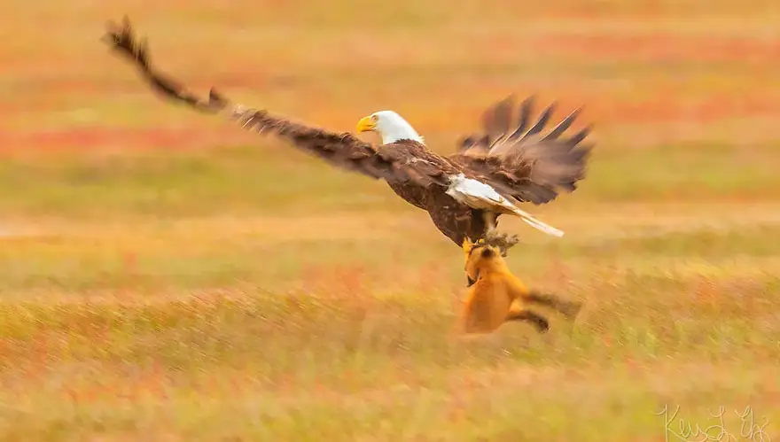 Batalla entre zorro y águila