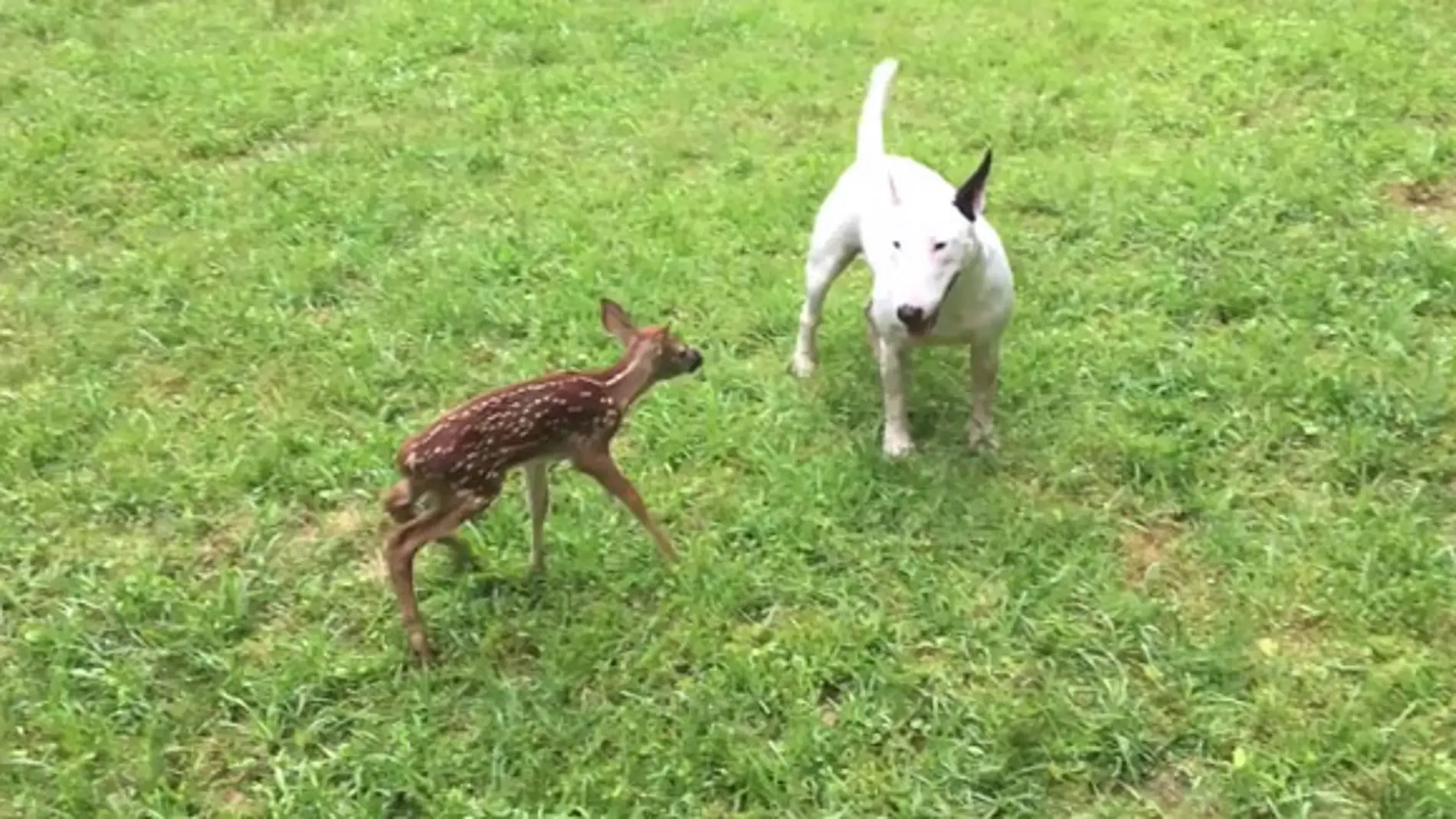 Bull terrier junto a un cervatillo