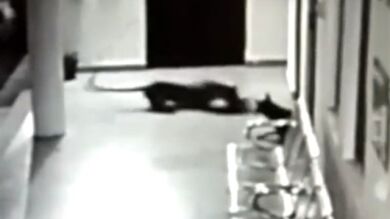 <p>Batalla en la India: Una perra se enfrenta a un leopardo para proteger a su cachorro</p>
