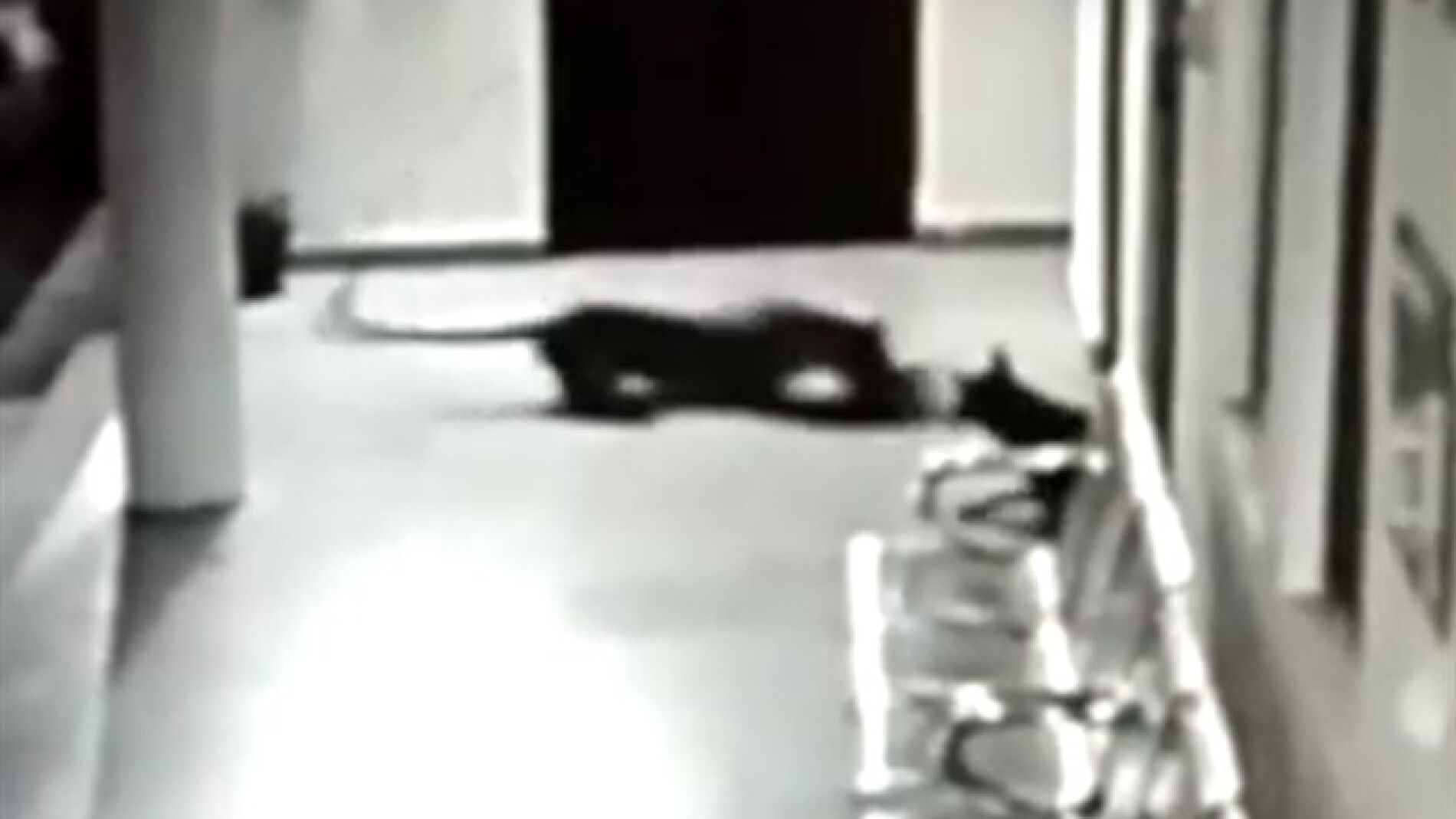 Leopardo contra una perra