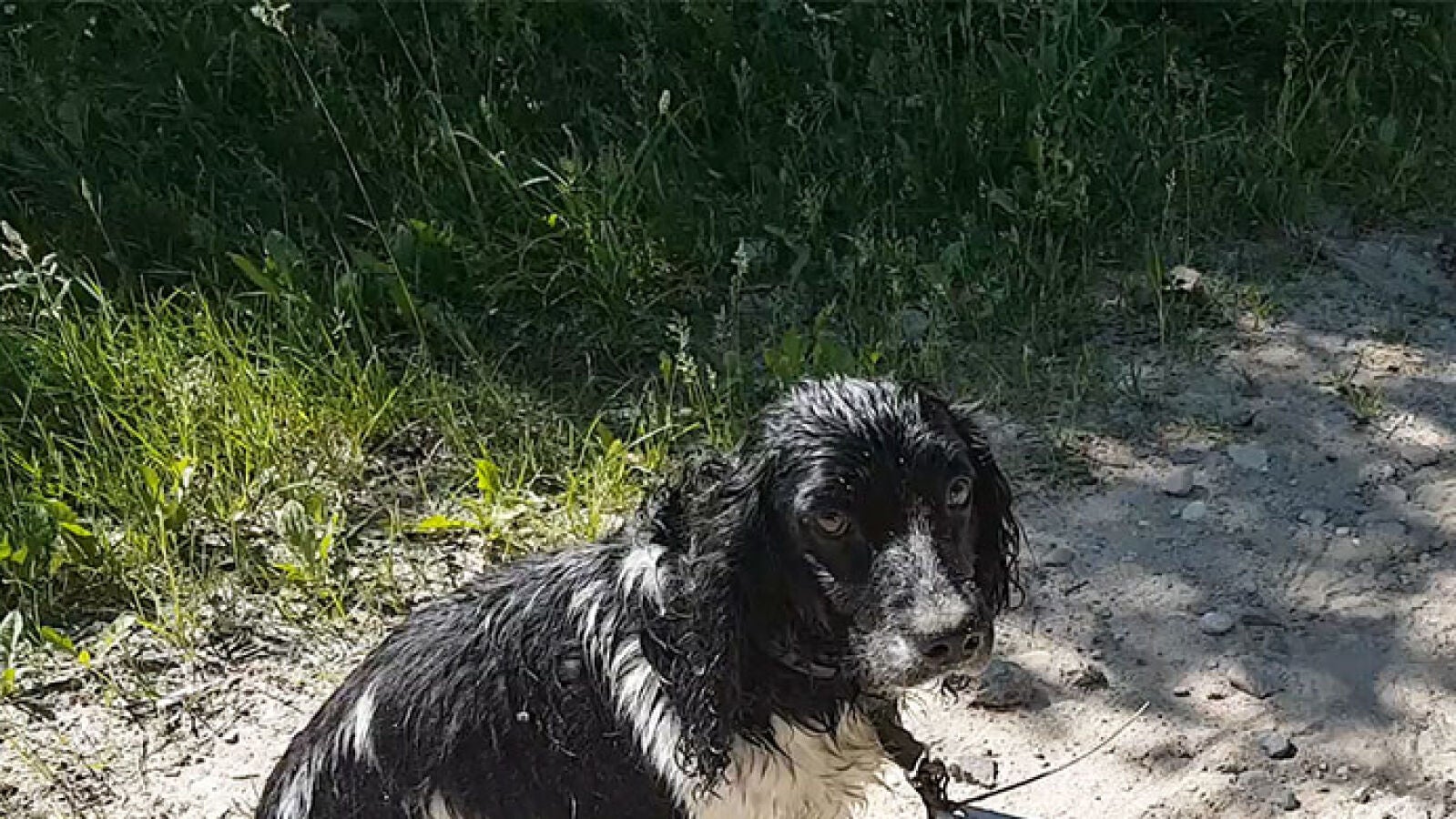 Encontró a un perro con algo extraño alrededor del cuello y se puso a llorar cuando se dio cuenta de lo que era