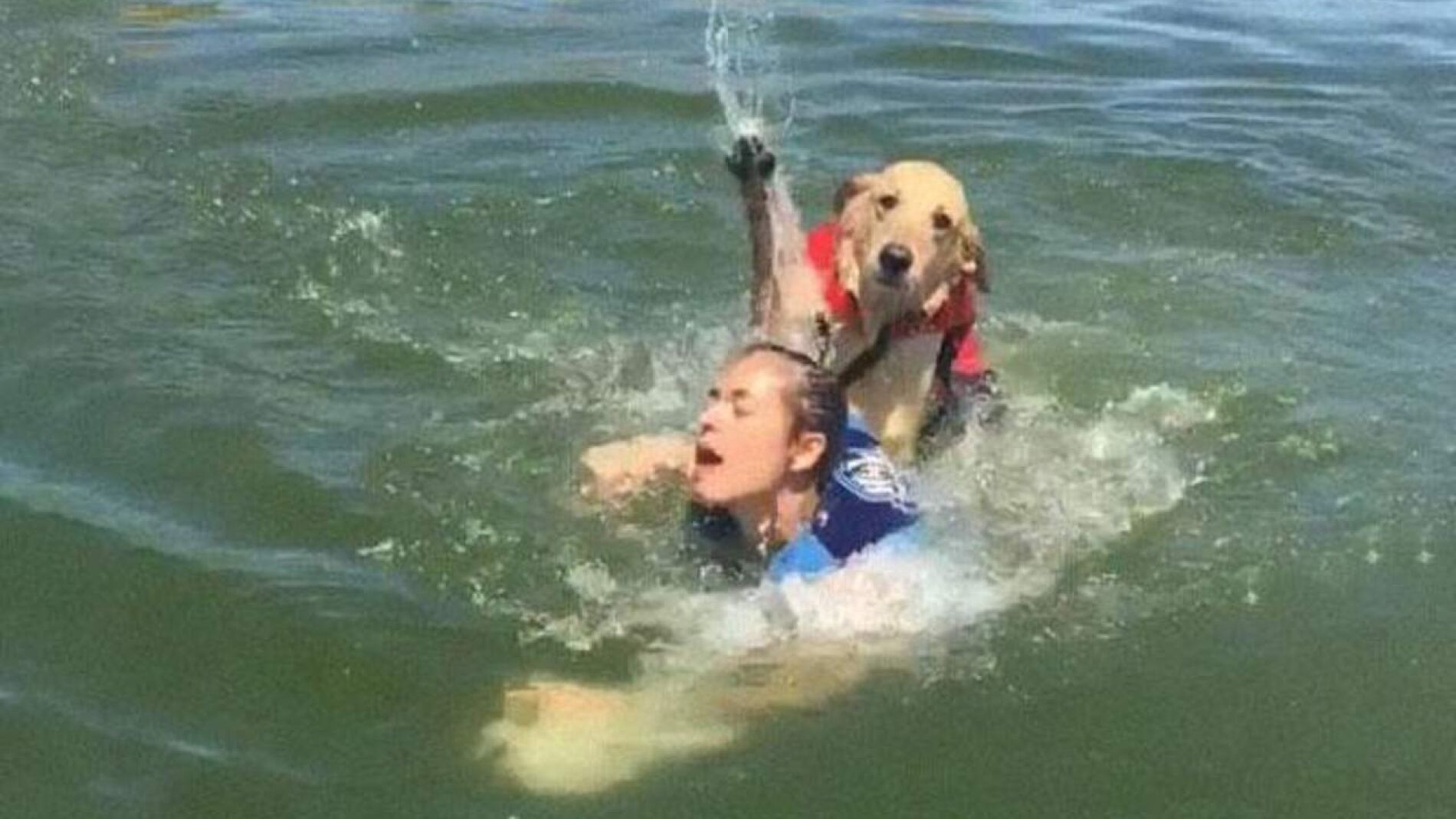 Perro ahogando a su due&ntilde;a