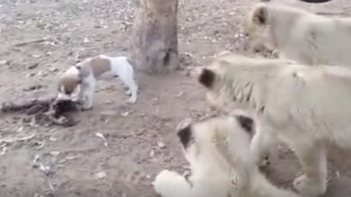 Un pequeño perro se enfrenta a tres leones