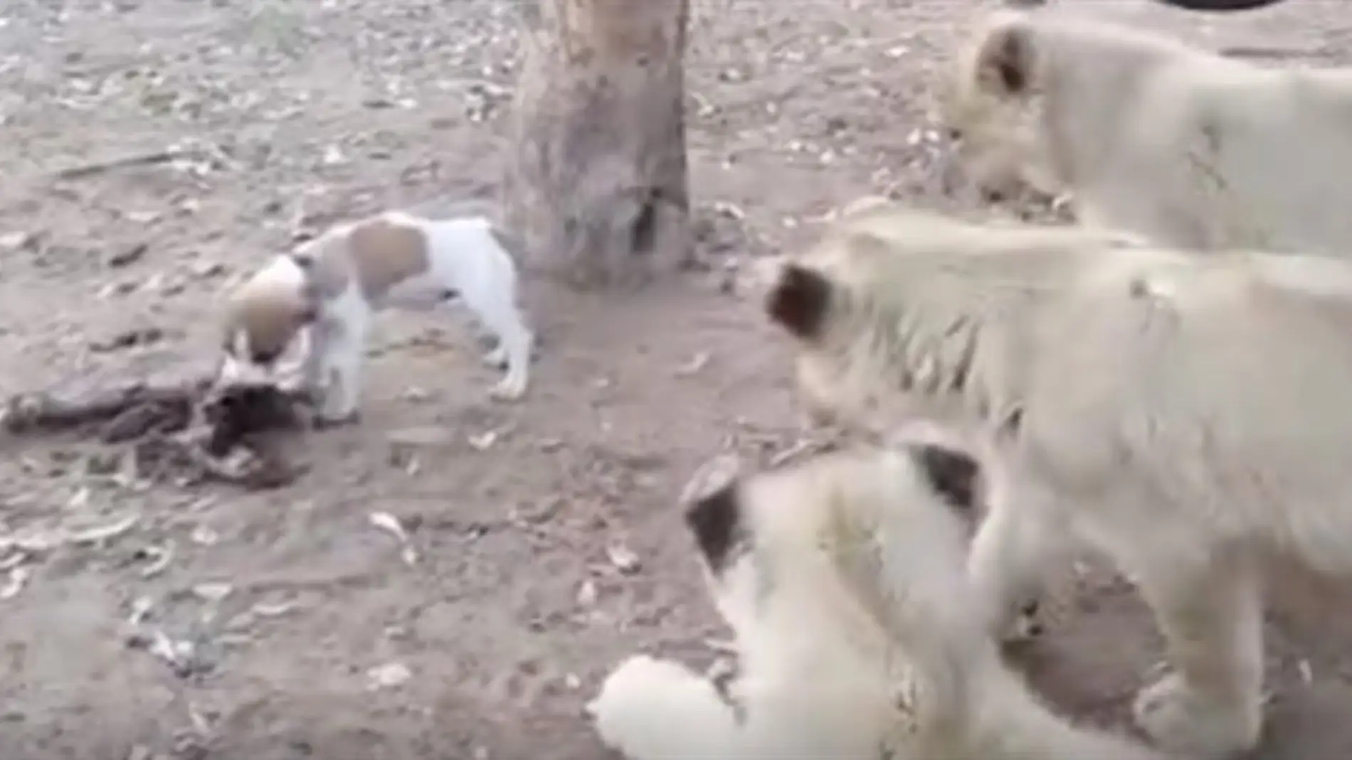 Perro contra leones