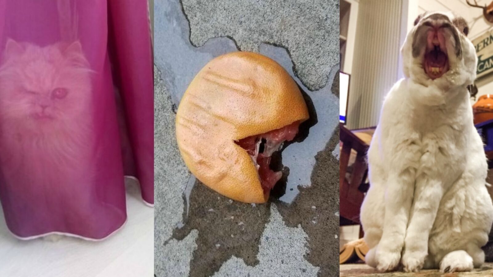 8 fotos de cosas ordinarias que dan demasiado miedo