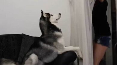 RETO VIRAL: Desaparecen por arte de magia delante de su perros y las reacciones no pueden ser más adorables