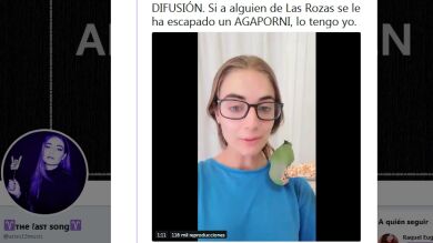 Pidió ayuda en Twitter para encontrar al dueño de esta agaporni perdida y al final triunfó el amor