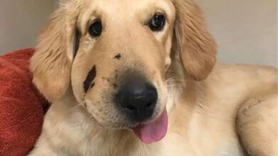 Así salvó este cachorro a su dueña de una dolorosa picadura de serpiente cascabel