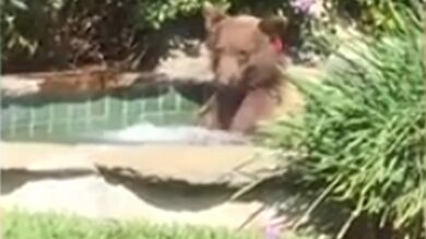 El oso más relajado del mundo: se bañó en un jacuzzi, se tomó un margarita y luego se echó una siesta de dos horas